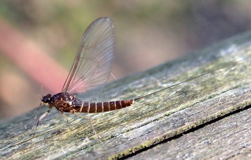 Baetis sp. di Sernaglia della Battaglia (TV)